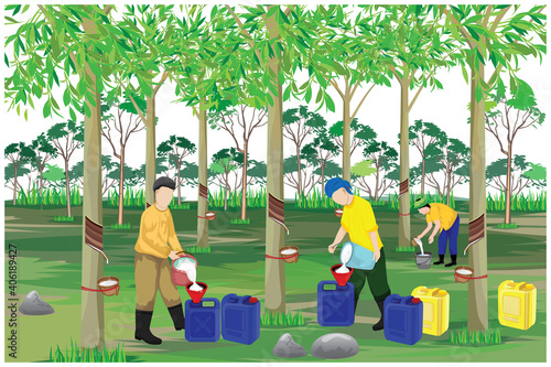 agriculturist harvest water of Hevea brasiliensis tree in garden vector design