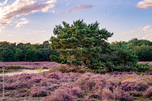 heather in bloom in the Maashorst the Netherlands