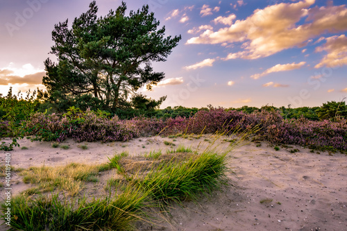 heather in bloom in the Maashorst the Netherlands