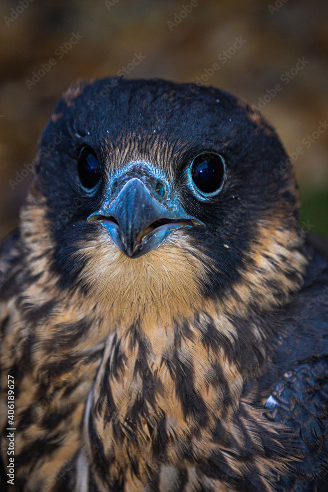 Peregrine Falcon close up