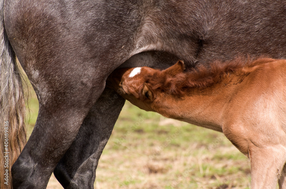 Foal drinking milk from mare of Peruvian breed Foal drinking milk from mare of Peruvian breed