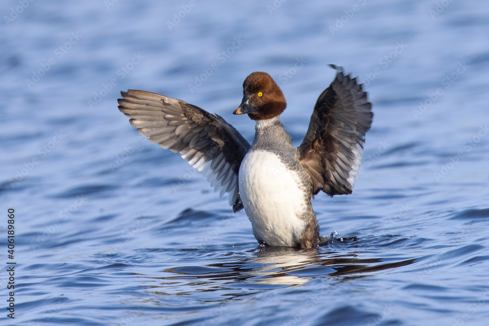 Female Common Goldeneye flapping her wings, seen in the wild in a North California marsh Female Common Goldeneye flapping her wings, seen in the wild in a North California marsh