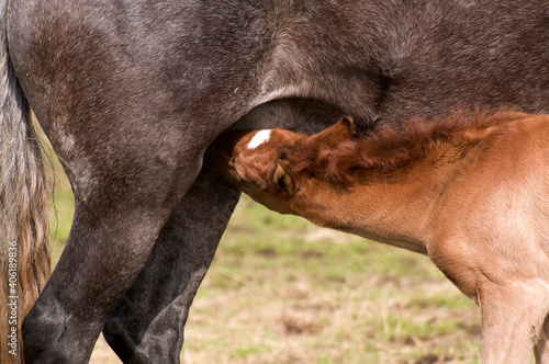 Foal drinking milk from mare of Peruvian breed