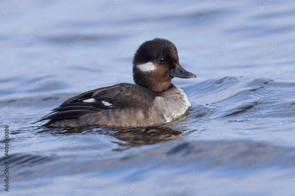 female Bufflehead, seen in the wild in a North California marsh female Bufflehead, seen in the wild in a North California marsh