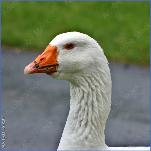 Goose Profile