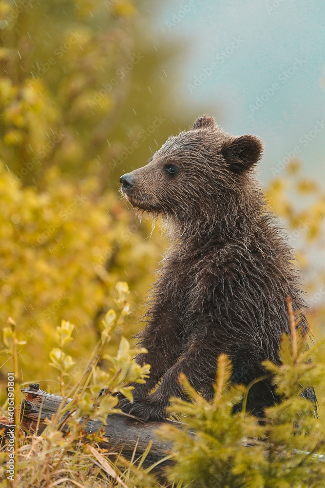 Fototapeta premium Brown bear (ursus arctos) on the forest in slovak wilderness .