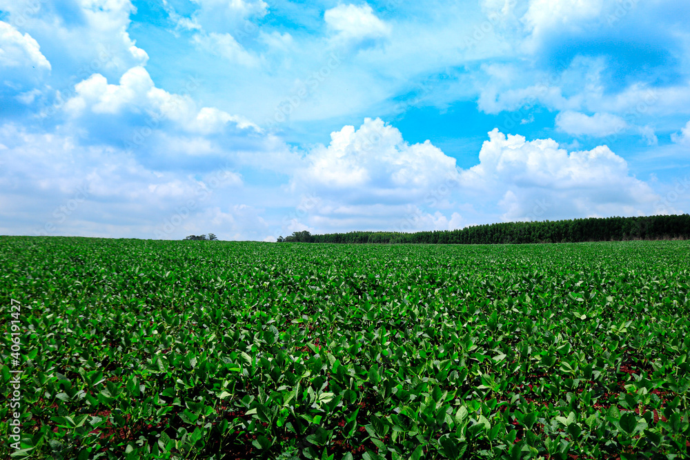 green field and blue sky green field and blue sky