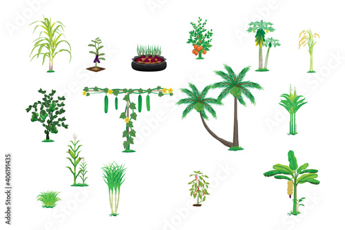 group of vegetable on white background vector design