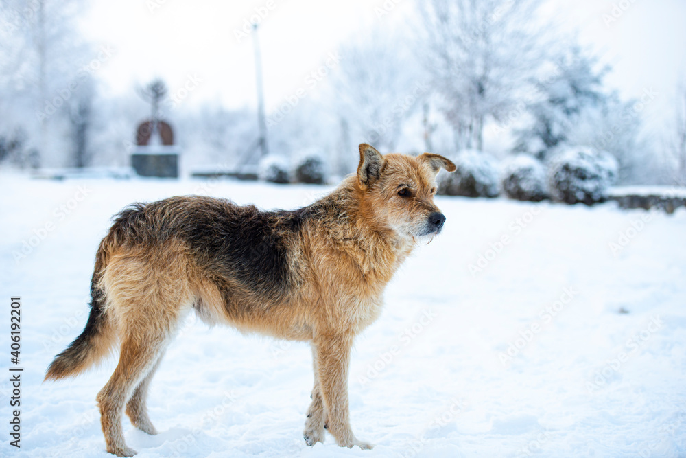 Fototapeta premium Cute dog in the winter