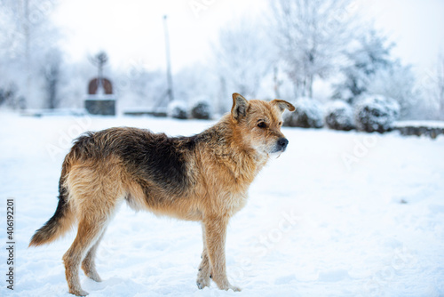 Cute dog in the winter © somra