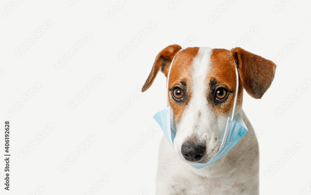 Jack russell terrier dog wearing medical face mask.