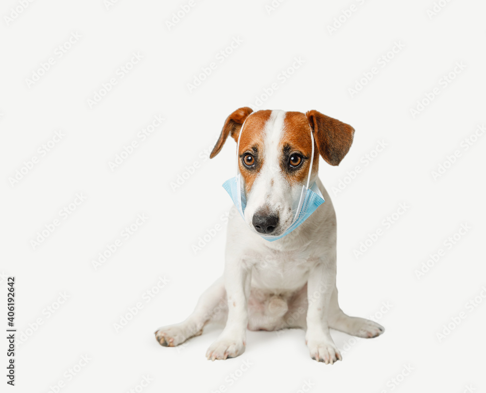 Jack russell terrier dog wearing medical face mask.