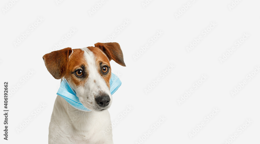 Jack russell dog  with medical face mask.