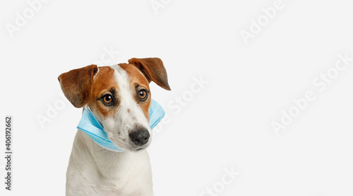 Jack russell dog  with medical face mask. © ulkas