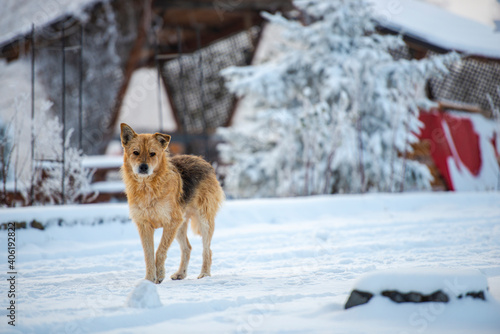 Cute dog in the winter