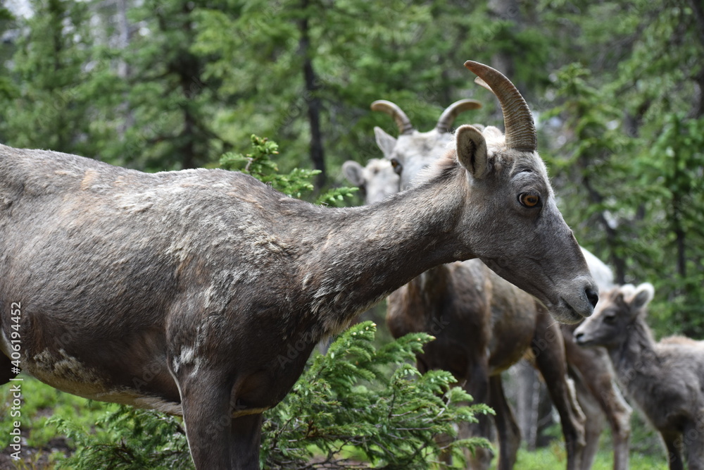 Bighorn Sheep Pecos Wilderness New Mexico 2019 Bighorn Sheep Pecos Wilderness New Mexico 2019