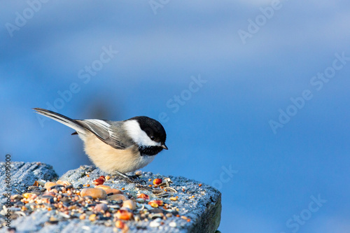 Tableau sur toile Feeding Chickadee