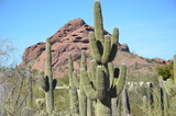 Dark green saguaro cacti stretch across the desert landscape in the Sonoran Desert in southern Arizona.