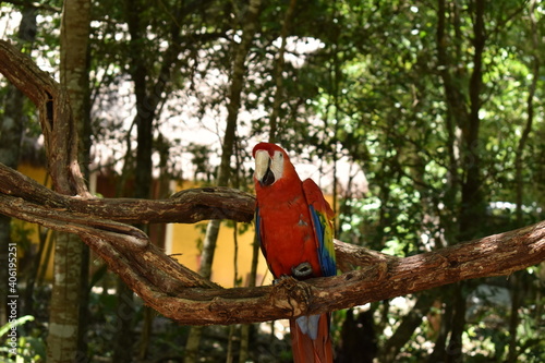 red and yellow macaw
