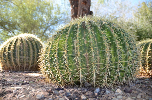 Close up of Golden Barrel Cactus from the side.