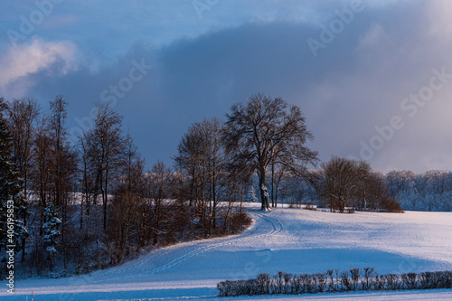 Baum im Schnee wolkig