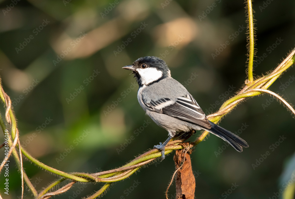 A great tit perched on a branch inside an arid jungles on the outskirts of bangalore A great tit perched on a branch inside an arid jungles on the outskirts of bangalore