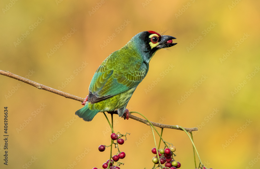 A coppersmith barbet perched on a tree with berries in its beak in the arid jungles on the outskirts of bangalore