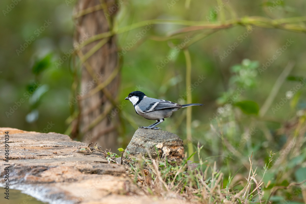A great tit perched on a branch inside an arid jungles on the outskirts of bangalore A great tit perched on a branch inside an arid jungles on the outskirts of bangalore