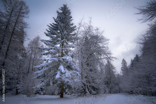 snow covered trees © Bogdan