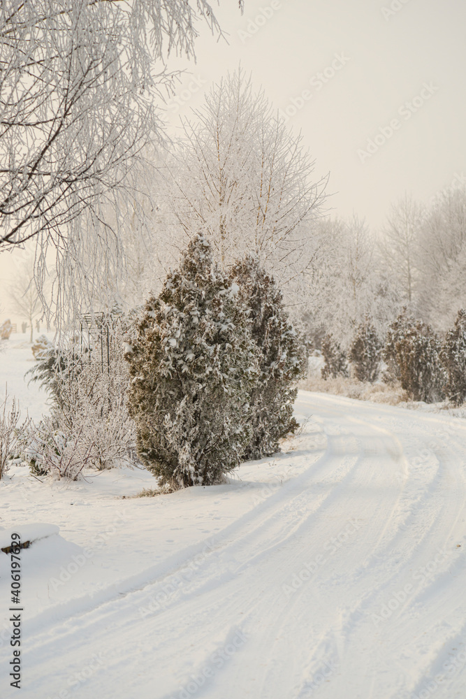 Obraz premium Winter fresh snow covered trees 