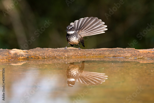 A white-browed fantail flycatcher taking bath in a small bird in the arid jungles on the outskirts of Bangalore photo