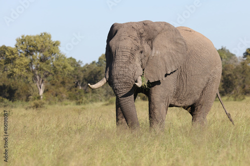 Afrikanischer Elefant / African elephant / Loxodonta africana