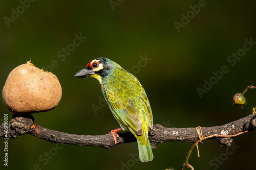 A coppersmith barbet perched on a tree with berries in its beak in the arid jungles on the outskirts of bangalore © Chaithanya