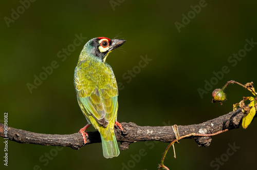 A coppersmith barbet perched on a tree with berries in its beak in the arid jungles on the outskirts of bangalore