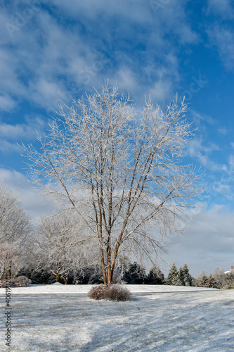 Frosted Tree in a Winter Landscape Scene