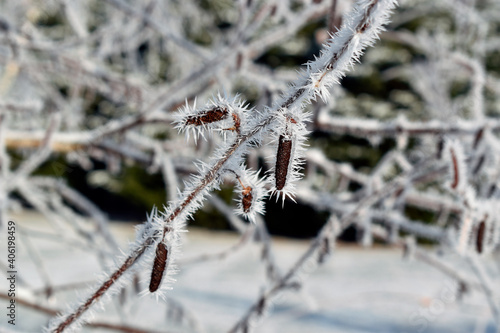 Close Up of Frosted River Birch Branch © HANK GREBE