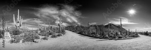 Saguaro Desert