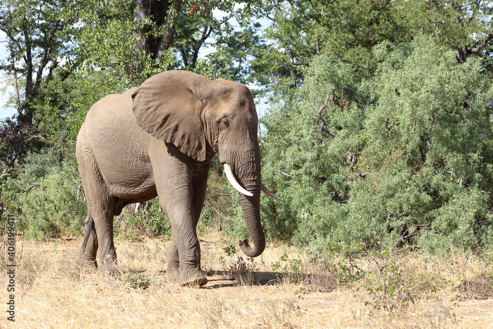 Obraz premium Afrikanischer Elefant / African elephant / Loxodonta africana