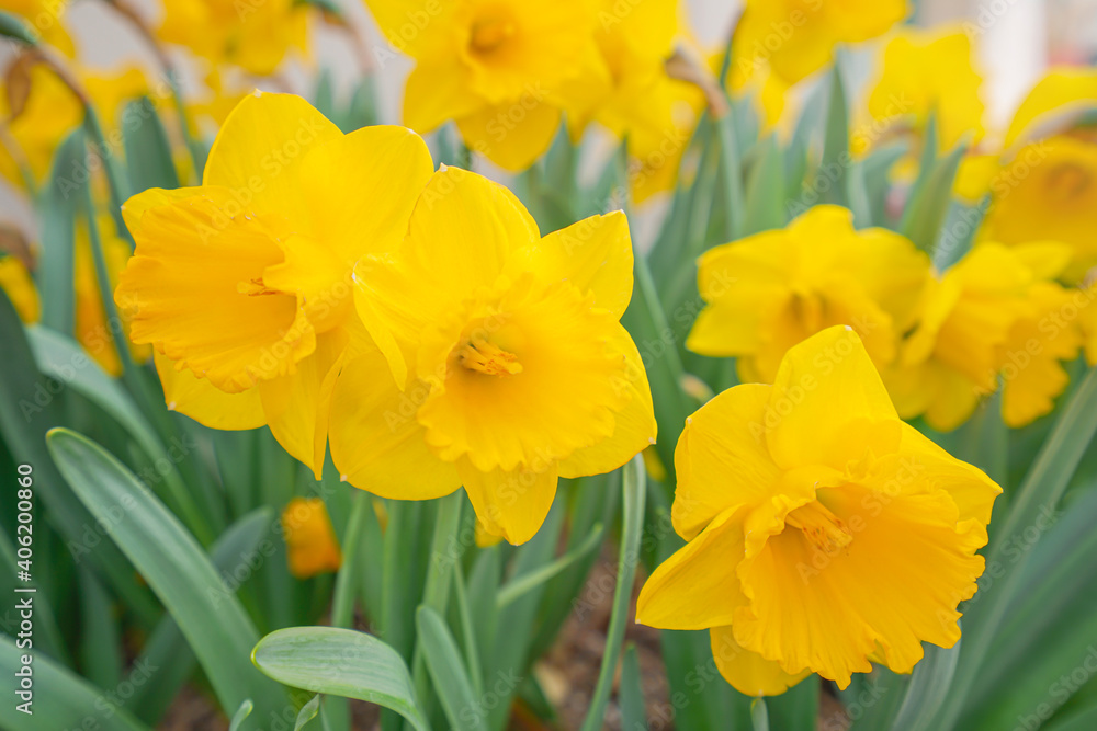 Yellow daffodils in the garden Yellow daffodils in the garden
