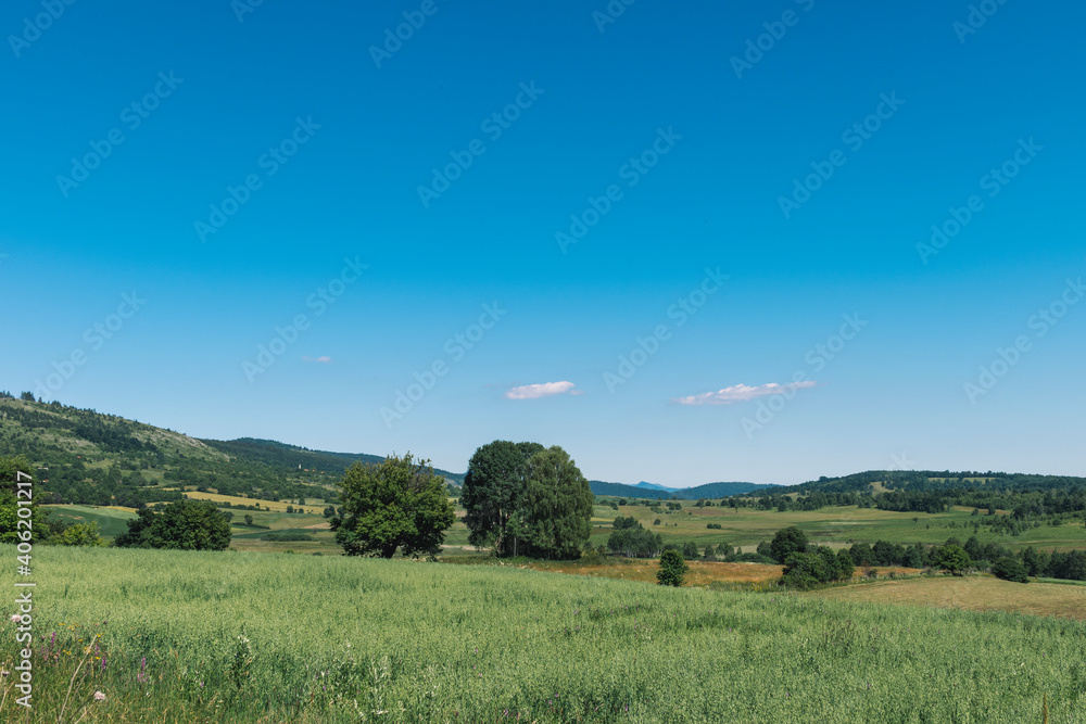 Fototapeta premium landscape with grass and sky