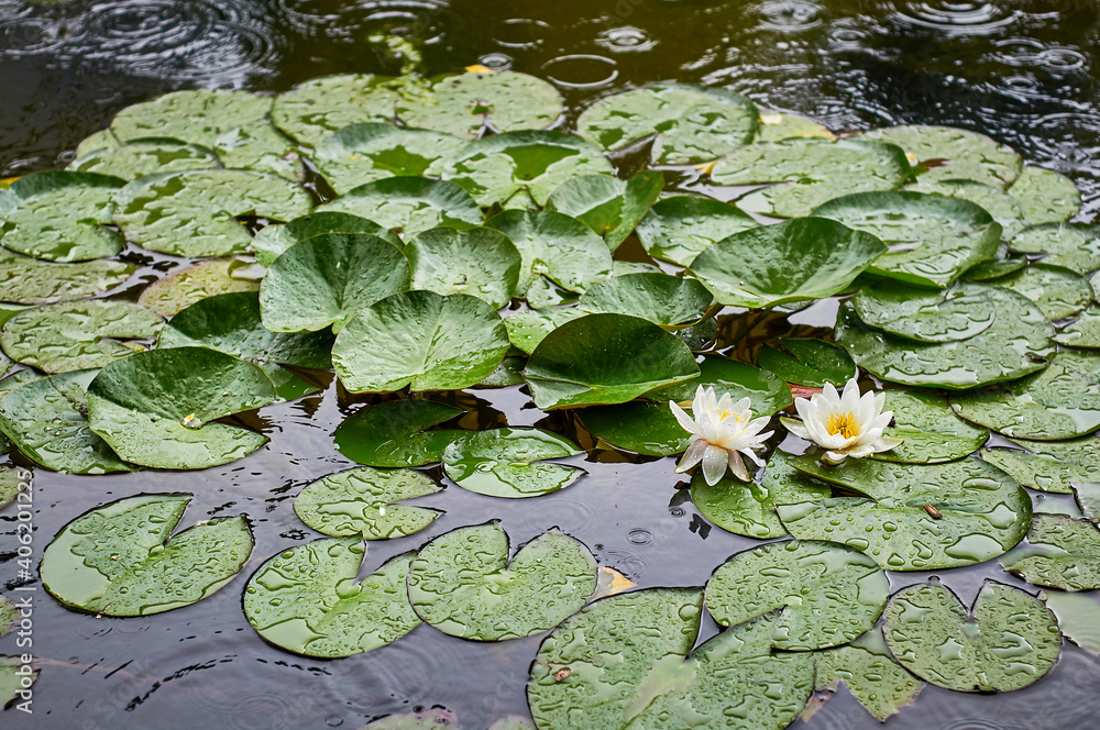leaves and flowers of water lilies in the pond during the rain. splashes of raindrops on the water surface leaves and flowers of water lilies in the pond during the rain. splashes of raindrops on the water surface
