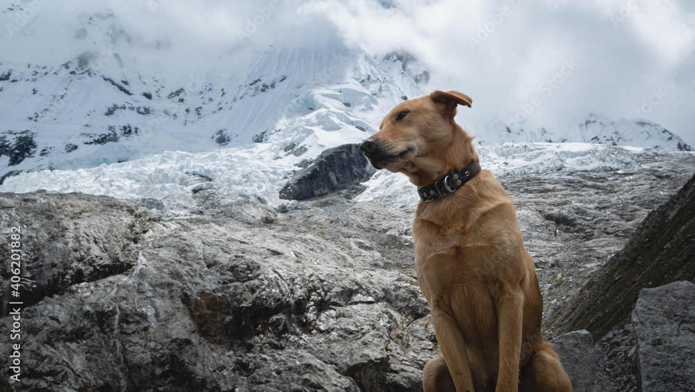 Dog in altitude with snowy peak in the background, Lagoon 69, Peru. Dog in altitude with snowy peak in the background, Lagoon 69, Peru.