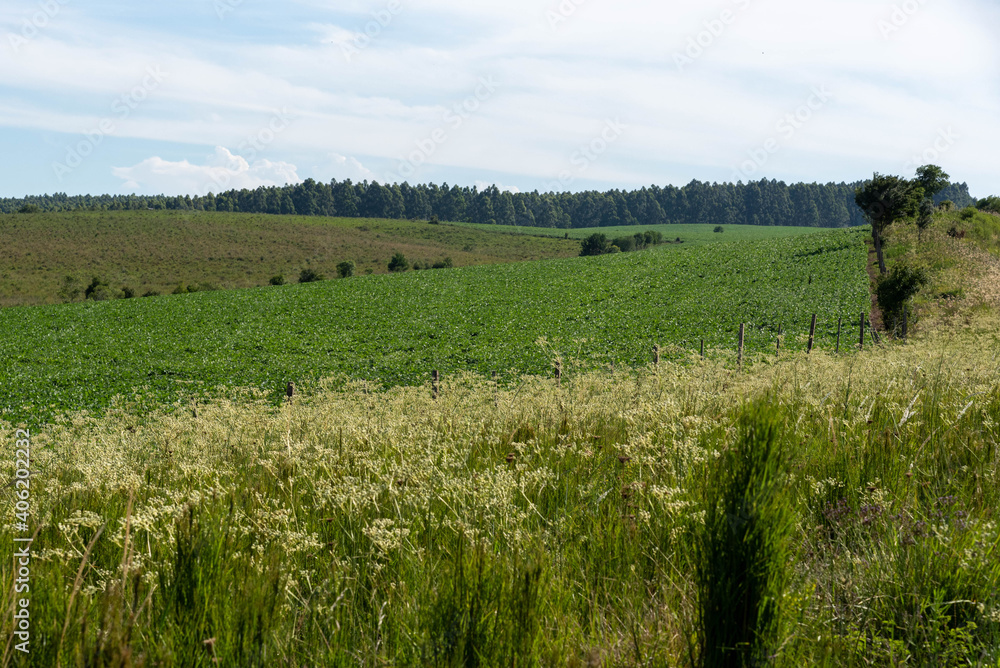 Rural landscape in the pampa biome and soybean production crop