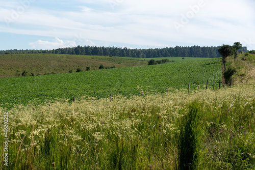 Rural landscape in the pampa biome and soybean production crop