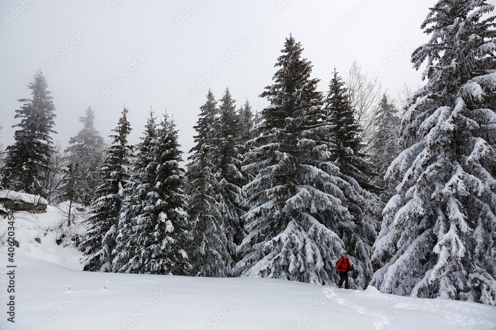 Winter landscape under snow and fog in the Vercors in France