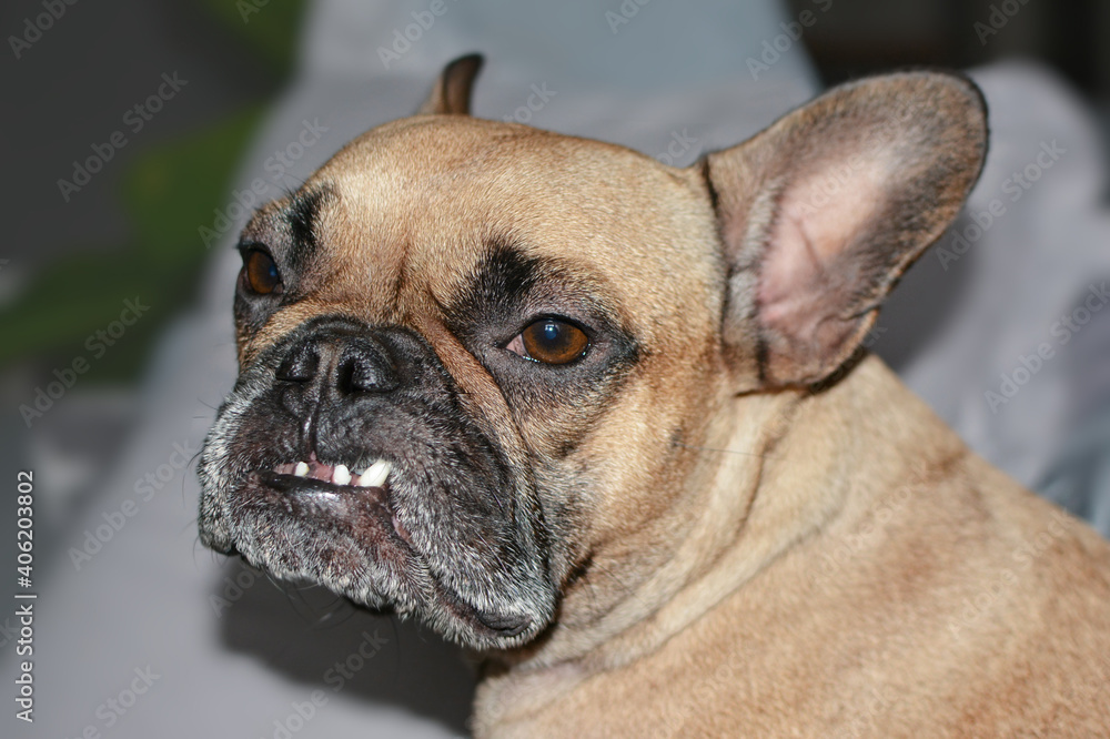 French Bulldog dog with dental condition with overbite and missing teeth 