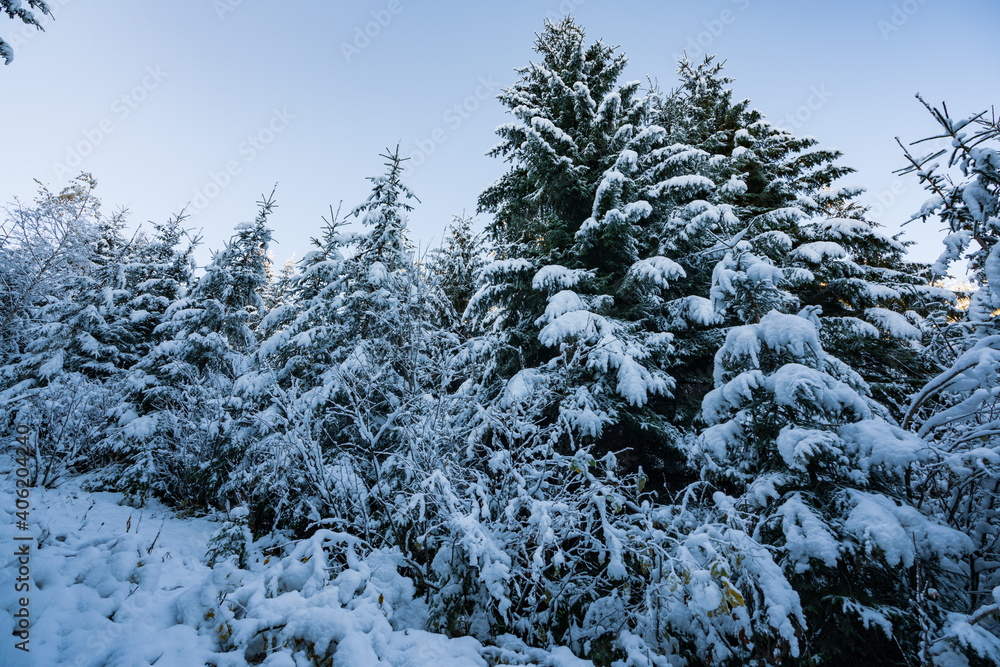 Tall dense old spruce trees grow on a snowy slope Tall dense old spruce trees grow on a snowy slope