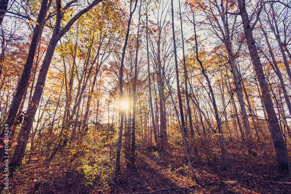 Obraz premium Wide-angle view of the sun and sky above tree tops in the Fall
