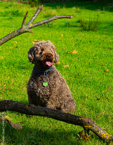 Fototapeta Naklejka Na Ścianę i Meble -  dog in the grass