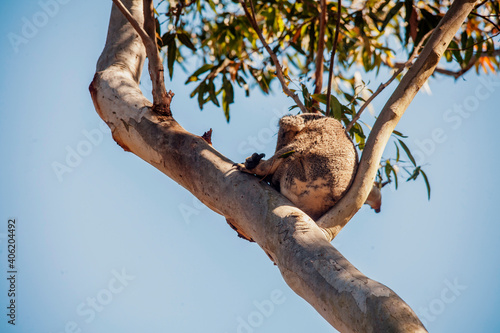 Photography koala